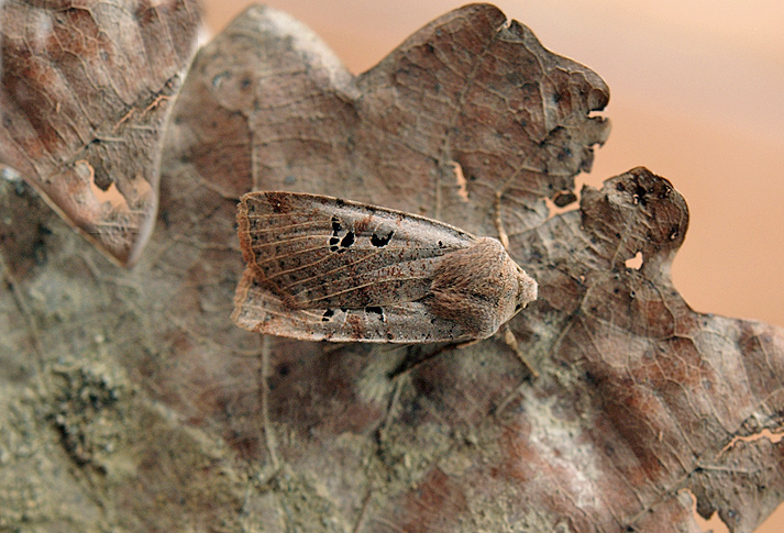 Conistra rubiginosa Noctuidae